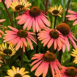 Echinacea Summer Cocktail (PBR) | 9cm Pot