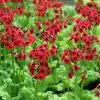 Primula Japonica Miller's Crimson | 9cm Pot