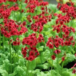 Primula Japonica Miller's Crimson | 9cm Pot