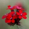 Dianthus Cruentus | 9cm Pot