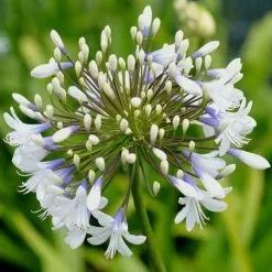 Agapanthus Queen Mum ('Pmn06') (PBR) | 9cm Pot