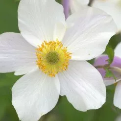Anemone Wild Swan ('Macane001') (PBR) | 9cm Pot