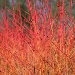 Cornus Sanguinea Midwinter Fire | 9cm Pot