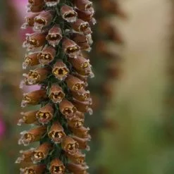 Digitalis Parviflora Jacq. | 9cm Pot