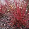 Cornus Alba Sibirica | 9cm Pot