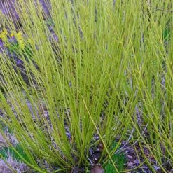 Cornus Sericea Flaviramea | 9cm Pot