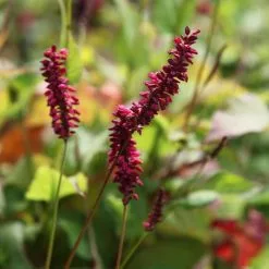 Bistorta Amplexicaulis Firetail | 9cm Pot