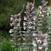 Acanthus Spinosus | 9cm Pot -Perennial Plants Sales Store RH30002119 2cf1