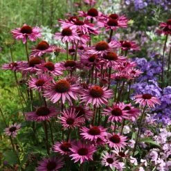 Echinacea Purpurea Rubinglow | 9cm Pot