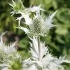 Eryngium Giganteum Silver Ghost | 9cm Pot -Perennial Plants Sales Store RH30002134 255f