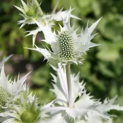 Eryngium Giganteum Silver Ghost | 9cm Pot