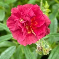 Helianthemum Cerise Queen | 9cm Pot