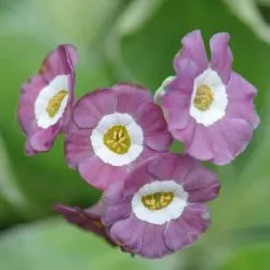Primula Auricula Taffeta | 9cm Pot