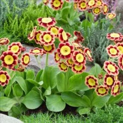 Primula Auricula Bradford City | 9cm Pot