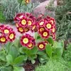 Primula Auricula Piers Telford | 9cm Pot