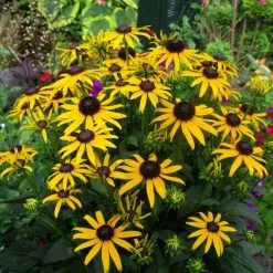 Rudbeckia Fulgida Little Goldstar (PBR) | 9cm Pot