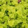 Heuchera Lime Marmalade | 9cm Pot -Perennial Plants Sales Store RH30002237 aec6