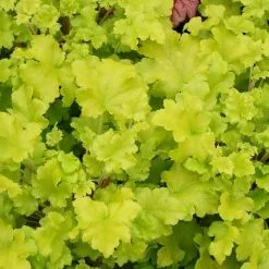 Heuchera Lime Marmalade | 9cm Pot