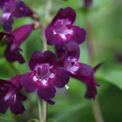 Penstemon Pensham Plum Jerkum (Pensham Series) | 9cm Pot