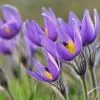 Pulsatilla Vulgaris | 9cm Pot -Perennial Plants Sales Store RH30002251 1645
