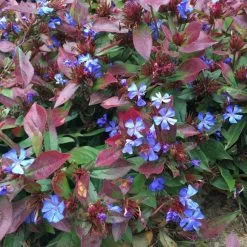 Ceratostigma Plumbaginoides | 9cm Pot