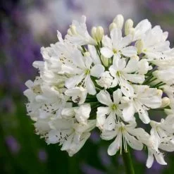 Agapanthus Snow Crystal | 9cm Pot