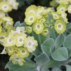 Primula Auricula Lucy Locket | 9cm Pot