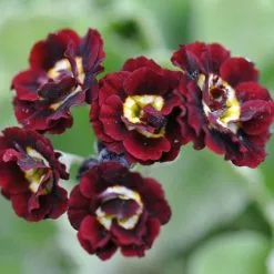 Primula Auricula Black Jack (PBR) | 9cm Pot