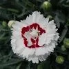 Dianthus Coconut Sundae ('Wp05 Yves') (PBR) (Scent First Series) | 9cm Pot