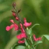 Salvia Greggii Lipstick | 9cm Pot -Perennial Plants Sales Store RH30002494 8d18