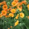 Geum Totally Tangerine (PBR) | 9cm Pot -Perennial Plants Sales Store RH30002512 e32f