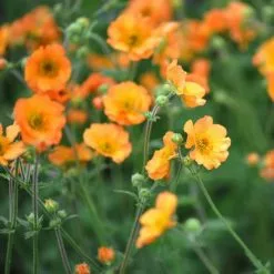 Geum Totally Tangerine (PBR) | 9cm Pot