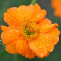 Geum Prinses Juliana | 9cm Pot