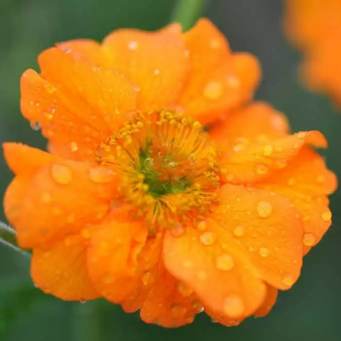 Geum Prinses Juliana | 9cm Pot 3 Geum Prinses Juliana | 9cm Pot