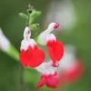 Salvia Hot Lips | 9cm Pot