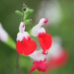 Salvia Hot Lips | 9cm Pot