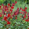 Salvia Royal Bumble | 9cm Pot -Perennial Plants Sales Store RH30002582 4551