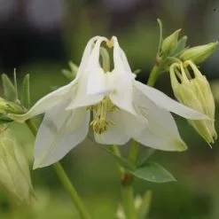 Aquilegia Vulgaris Nivea | 9cm Pot