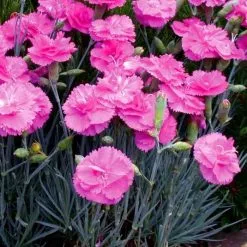 Dianthus Tickled Pink ('Devon PP 11') (Scent First Series) (PBR) | 9cm Pot