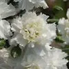 Dianthus Memories ('WP11 Gwe04') (Scent First Series) (PBR) | 9cm Pot 2 Dianthus Memories ('WP11 Gwe04') (Scent First Series) (PBR) | 9cm Pot -Perennial Plants Sales Store RH30002645 f5d4
