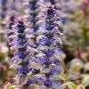 Ajuga Reptans Burgundy Glow | 9cm Pot -Perennial Plants Sales Store RH30002686 97b9