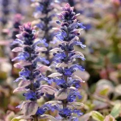 Ajuga Reptans Burgundy Glow | 9cm Pot