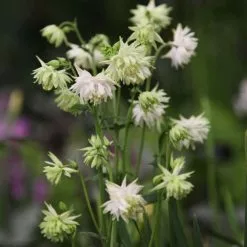 Aquilegia Vulgaris Var. Stellata White Barlow (Barlow Series) | 9cm Pot