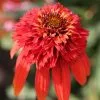 Echinacea Hot Papaya (PBR) (Cone-fections Series) | 9cm Pot -Perennial Plants Sales Store RH30002785 ac2c