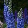 Delphinium Blue Lace (New Millennium Series) | 9cm Pot -Perennial Plants Sales Store RH30002812 d64d