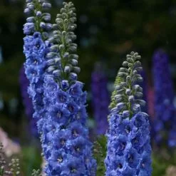 Delphinium Blue Lace (New Millennium Series) | 9cm Pot