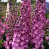 Delphinium Elatum Sweethearts (New Millennium Series) | 9cm Pot -Perennial Plants Sales Store RH30002813 12ec