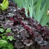 Heuchera Villosa Palace Purple | 9cm Pot