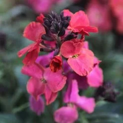 Erysimum Winter Orchid | 9cm Pot
