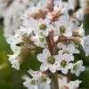 Bergenia Bressingham White | 9cm Pot -Perennial Plants Sales Store RH30002903 7635
